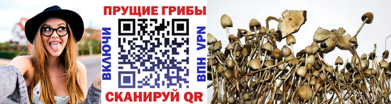 Псилоцибиновые грибы мицелий  Новоалександровск 